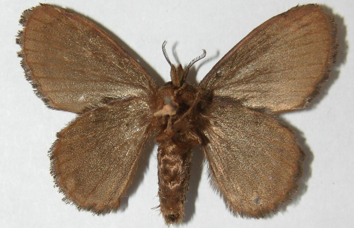 Figura 17. Adulto de <i>Euglyphis lepta</i> (Lasiocampidae), vista ventral, localidad Sendero Naciente, Sector Pitilla ACG (700m). Voucher: 09-SRNP-31766-DHJ516381.jpg.