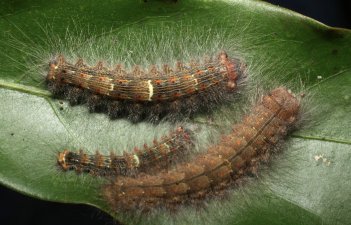 Figura 19. Larvas <i>Euglyphis phyllis</i> (Lasiocampidae), último estadío (U) vista dorsal, localidad Area Administrativa, Sector Santa Rosa ACG (295m). Voucher: 10-SRNP-14041-DHJ476705.jpg.