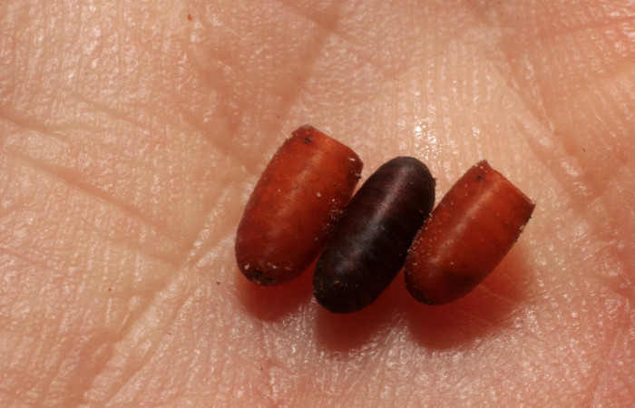 Figura 12. Restos de puparios de parásitos <i>Winthemia</i> Janzen08 (Tachinidae) que ataca <i>Euglyphis jessiehillae</i> (Lasiocampidae), localidad Portón Rivas, Sector Mundo Nuevo ACG (570m). Voucher: 11-SRNP-56963-DHJ804039.jpg.