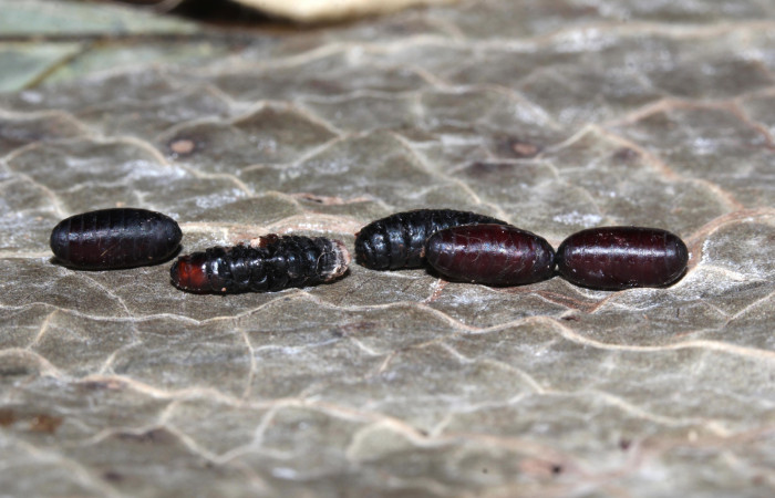 Figura 13. Puparios de parásitos <i>Carcelia</i> Janzen42 (Tachinidae) que ataca <i>Euglyphis jessiehillae</i> (Lasiocampidae), localidad Sendero Cuestona, Sector Pitilla ACG (640m). Voucher: 18-SRNP-32020-DHJ748231.jpg.