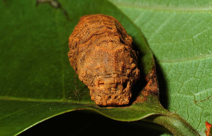 Figura 7. Pupa de <i>Protographium philolaus</i> (Papilionidae), posición frontal, en la hoja de la planta <i>Annona muricata</i> (introducido) (Annonaceae). 02-SRNP-11769-DHJ68025.jpg.