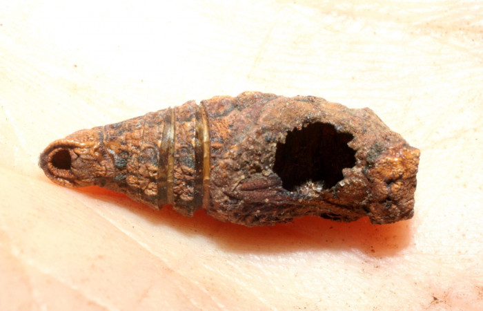 Figura 8. Pupa de <i>Protographium philolaus</i> (Papilionidae), posición hueco, salió el parásito <i>Trogus picadoae</i> (Ichneumonidae). 08-SRNP-56455-DHJ462586.jpg.
