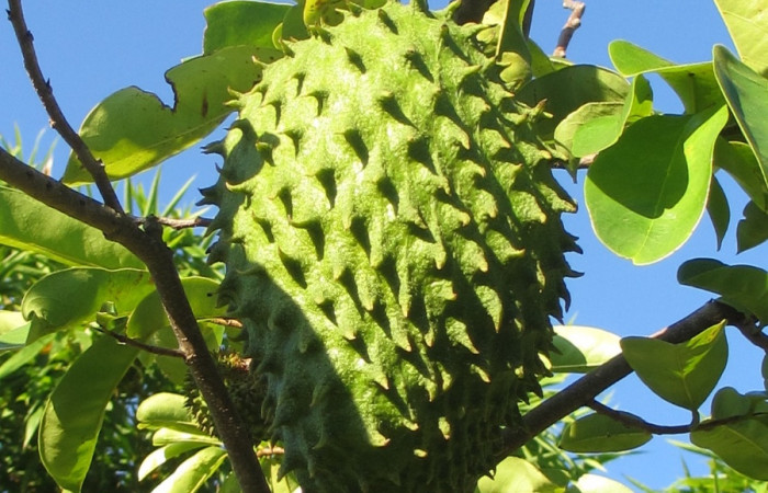Figura 13. Planta hospedera de <i>Protographium philolaus</i> (Papilionidae). Planta <i>Annona muricata</i> (introducido). Estación Wege, (elevación 344 metros). Foto, Angel Hernández, 26 de agosto del 2020.