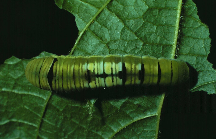 Figura 2. Larva <i>Protographium philolaus</i> (Papilionidae). Posición dorsal entero en la hoja de la planta de <i>Sapranthus palanga</i> (Annonaceae). Sector Santa Rosa. 84- SRNP-426-DHJ7363.jpg.