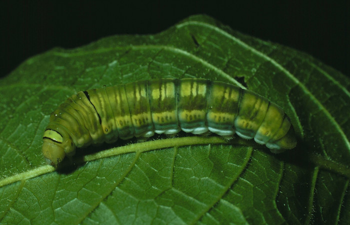 Figura 3. Larva <i>Protographium philolaus</i> (Papilionidae). Posición lateral entero en la hoja de la planta de <i>Sapranthus palanga</i> (Annonaceae). Sector Santa Rosa. 89- SRNP-261-DHJ11287.jpg.