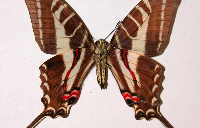 Figura 12. Adulto de <i>Protographium philolaus</i> (Papilionidae), macho posición ventral. 93-SRNP-2336-DHJ38735.