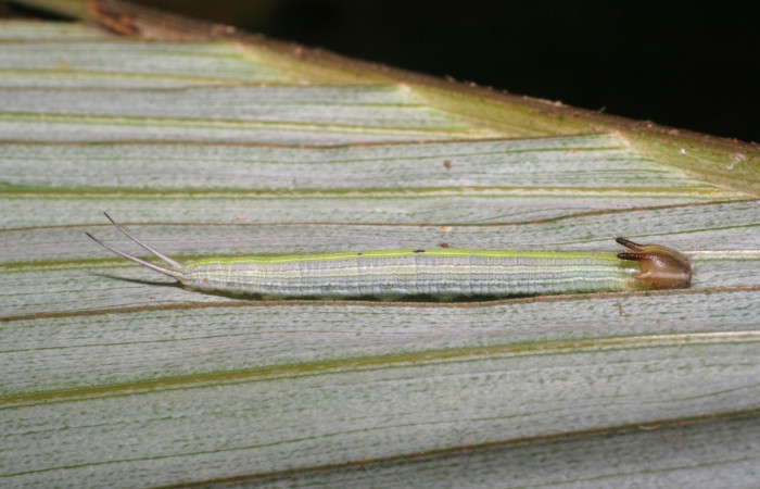 Fig. 2. Larva de <i>Catoblepia champion</i>i (Nymphalidae), comiendo <i>Astrocaryum alatum</i> (Arecaceae) Voucher: 07-SRNP-32417-DHJ421528.