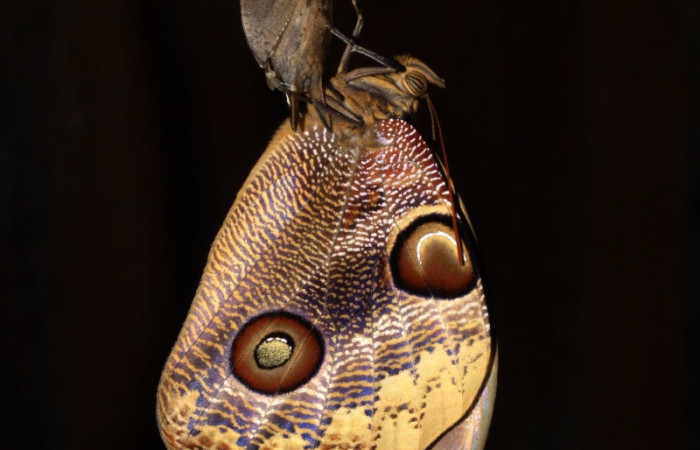 Fig. 12. Adulto emergiendo de la pupa <i>Catoblepia championi</i> (Nymphalidae). Voucher: 15-SRNP-30050-DHJ721698.