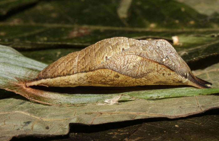 Fig. 10. Pupa de Catoblepia championi (Nymphalidae) vista lateral. Voucher: 15-SRNP-31796-DHJ728965.