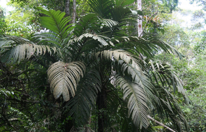 Fig. 6. <i>Astrocaryum alatum</i> (Arecaceae). Planta hosperdera de <i>Catoblepia championi</i> (Nymphalidae). Foto Duvalier Briceño.