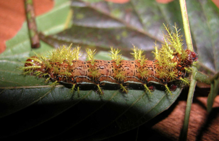 Figura 4. Larva <i>Hylesia rufipes</i> (Saturniidae), último estadío (U) vista lateral, localidad Loaciga Sector Pitilla ACG (445m). Voucher: 03-SRNP-20808-DHJ91197.jpg.
