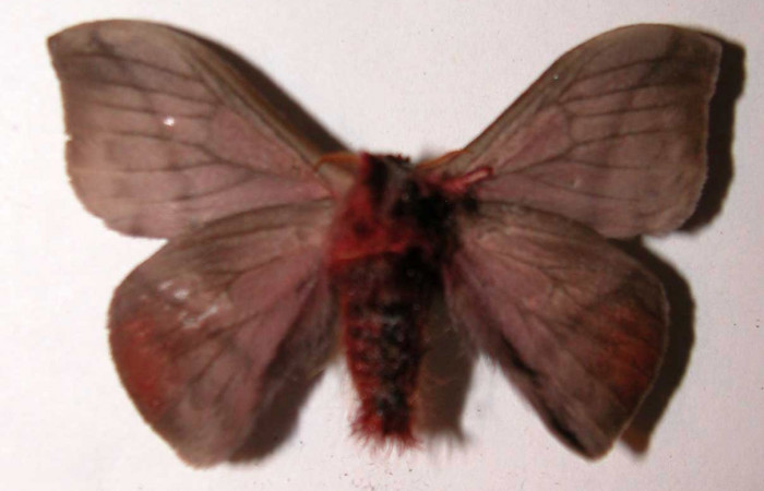 Figura 14. Adulto de <i>Hylesia rufipes</i> (Saturniidae), macho vista ventral, localidad Loaciga Sector Pitilla ACG (445m). Voucher: 03-SRNP-20813-DHJ39389.jpg.