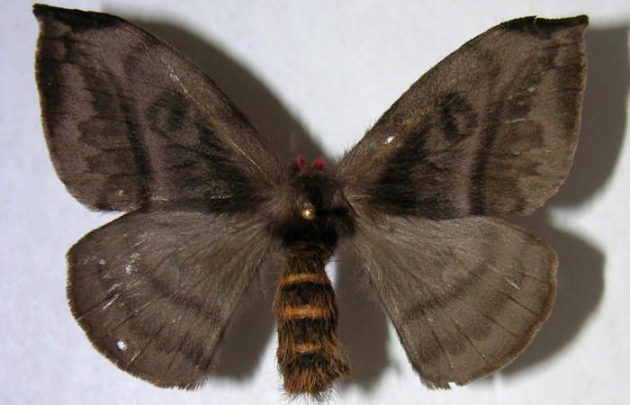 Figura 15. Adulto de <i>Hylesia rufipes</i> (Saturniidae), hembra vista dorsal, localidad Pamompa Sector Pitilla ACG (440m). Voucher: 06-SRNP-34081-DHJ361356.jpg.
