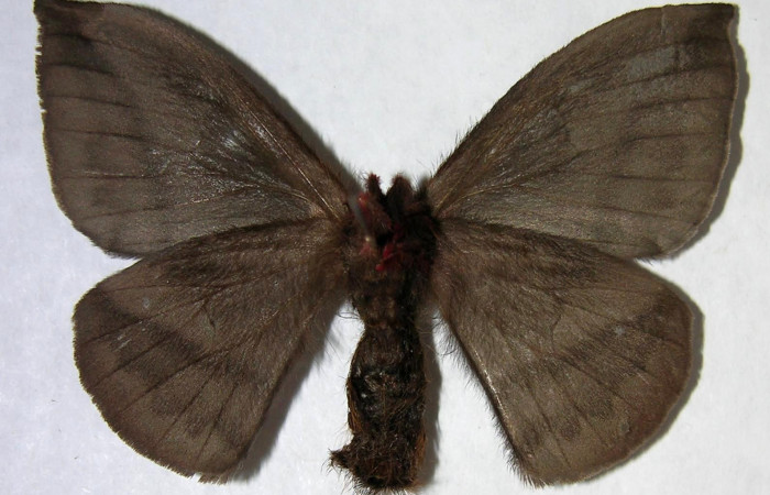 Figura 16. Adulto de <i>Hylesia rufipes</i> (Saturniidae), hembra vista ventral, localidad Pasmompa Sector Pitilla ACG (440m). Voucher: 06-SRNP-34081-DHJ361357.jpg.