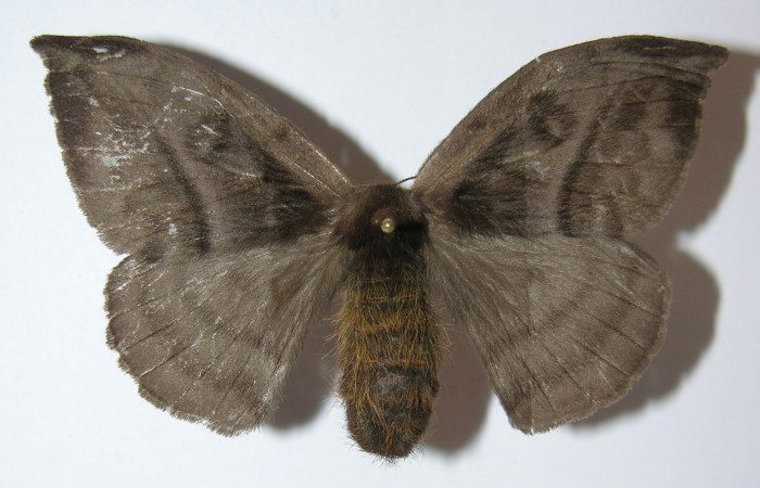 Figura 1. Adulto de <i>Hylesia rufipes</i> (Saturniidae), vist dorsal, localidad Medrano Estación Quica Sector Pitilla ACG (380m). Voucher: 12-SRNP-71714-DHJ575602.jpg.