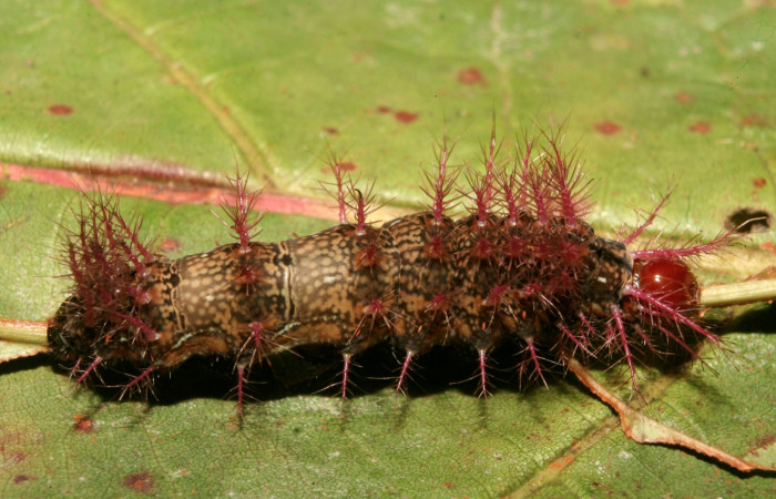 Figura 7. Larva <i>Hylesia rufipes</i> (Saturniidae), último estadío (U) vista lateral, localidad Gazo Sector Pitilla ACG (485m). Voucher: 14-SRNP-70630-DHJ722449.jpg.