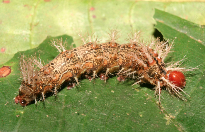 Figura 9. Larva <i>Hylesia rufipes</i> (Saturniidae), último estadío (U) vista lateral, localidad Gazo Sector Pitilla ACG (485m). Voucher: 14-SRNP-70631-DHJ722458.jpg.