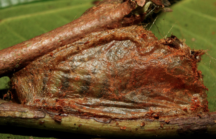 Figura 10. Larva <i>Hylesia rufipes</i> (Saturniidae), en estado de prepupa vista lateral, localidad Gazo Sector Pitilla ACG (485m). Voucher: 14-SRNP-70635-DHJ722638.jpg.
