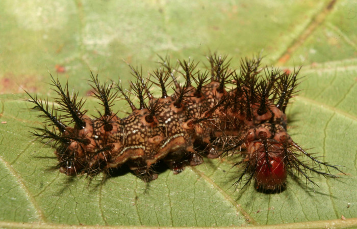 Figura 3. Larva <i>Hylesia rufipes</i> (Saturniidae), penúltimo estadío (PU) vista dorsal, localidad Gazo Sector Pitilla ACG (485m). Voucher: 14-SRNP-70636-DHJ722460.jpg.