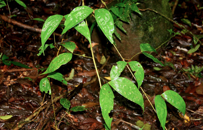 Fig. 11 Muestra de <i>Schnella guianensis</i> (Fabaceae). Dos lianas jóvenes creciendo sobre bosque lluvioso; 16 de Agosto 2020. Monte Cristo Sector Del Oro, Foto. Roster Moraga.