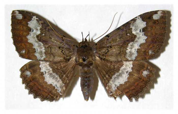 Fig. 1 Vista dorsal de la hembra <i>Ramphia</i> albizonaDHJ04 (Erebidae) (01-SRNP-11572-DHJ313686).