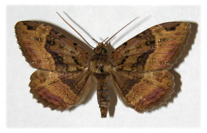 Fig. 3 Vista dorsal del macho <i>Ramphia</i> albizonaDHJ04 (Erebidae). (01-SRNP-11719-DHJ313692).