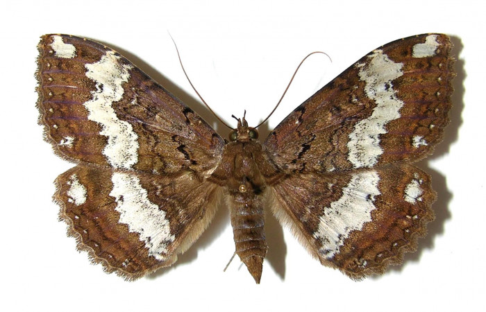 Fig. 5 Vista dorsal <i>Ramphia</i> albizonaDHJ02 (Erebidae). (01-SRNP-24194-DHJ329122).