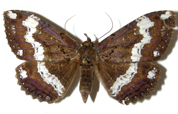 Fig. 6 Vista dorsal <i>Ramphia</i> albizonaDHJ03 (Erebidae). (01-SRNP-11859-DHJ329168).