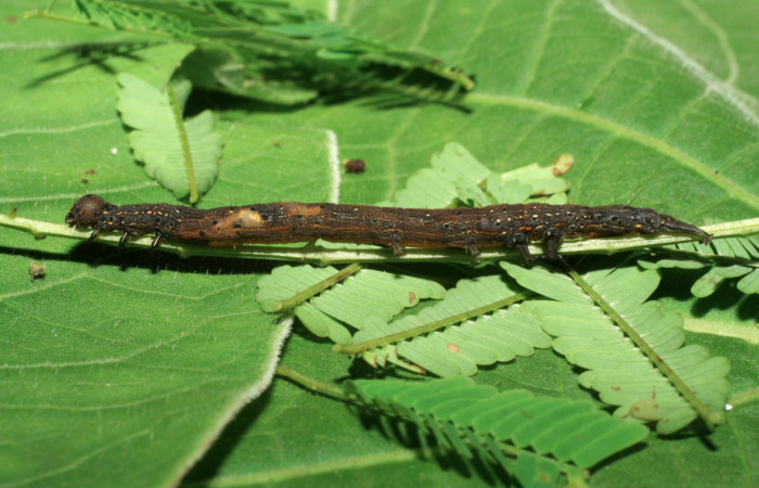 Fig. 7 Vista lateral del penúltimo estadio de <i>Ramphia albizona</i> (Erebidae). Pasmompa Estación Pitilla; 19 de Junio 2006. (06-SRNP-32309-DHJ413416).