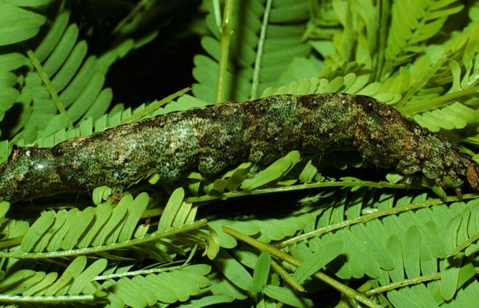 Fig. 8 Vista lateral del último estadio de <i>Ramphia albizona</i> (Erebidae). Alimentándose de <i>Senegalia multipinnata</i> (Fabaceae). Mena Central Sector del oro, 30 de octubre 2001 (01-SRNP-11820-DHJ61903).