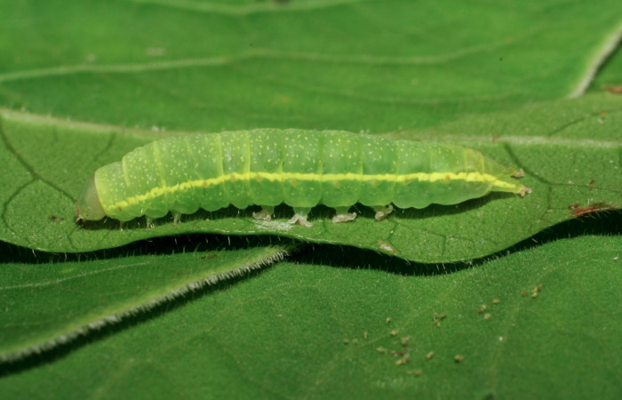Figura 11. Larva <i>Paectes</i> Poole10DHJ02 (Euteliidae), último estadío (U) vista lateral, localidad Pasmompa, Sector Pitilla ACG (440m). Voucher: 06-SRNP-32369-DHJ413469.jpg.