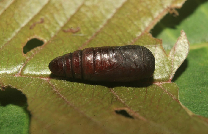 Figura 6. Pupa de <i>Paectes devincta</i> (Euteliidae), vista lateral, localidad Molina Estación Biológica Quica, Sector Pitilla ACG (465m). Voucher: 20-SRNP-71387-DHJ780096.jpg.
