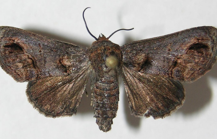 Figura 12. Adulto de <i>Paectes</i> Poole10DHJ02 (Euteliidae), vista dorsal, localidad Ingas, Sector Pitilla ACG (580m). Voucher: 09-SRNP-32007-DHJ522572.jpg.