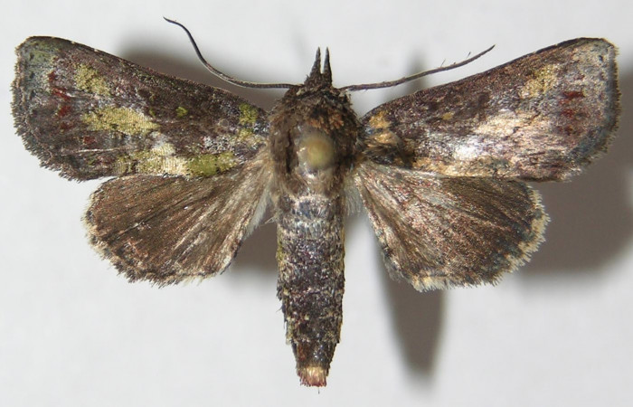 Figura 14. Adulto de <i>Paectes</i> foviferaDHJ02 (Euteliidae), vista dorsal, localidad Leonel Estación Biológica Quica, Sector Pitilla ACG (510m). Voucher: 09-SRNP-70969-DHJ522130.jpg.