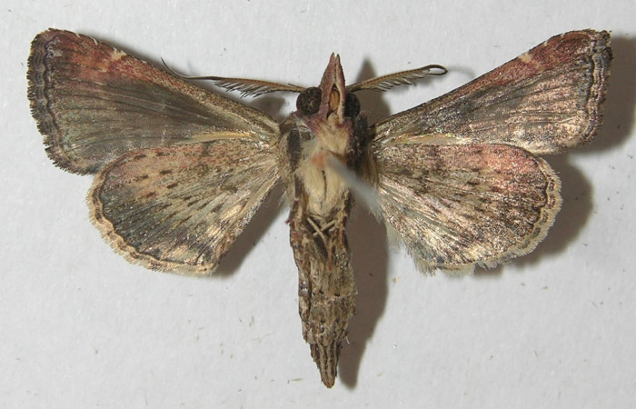 Figura 8 .Adulto de <i>Paectes devincta</i> (Euteliidae), macho vista ventral, localidad Sendero Albergue Crater, Sector Rincón Rain Forest ACG (980m). Voucher: 10-SRNP-4382-DHJ538941.jpg.