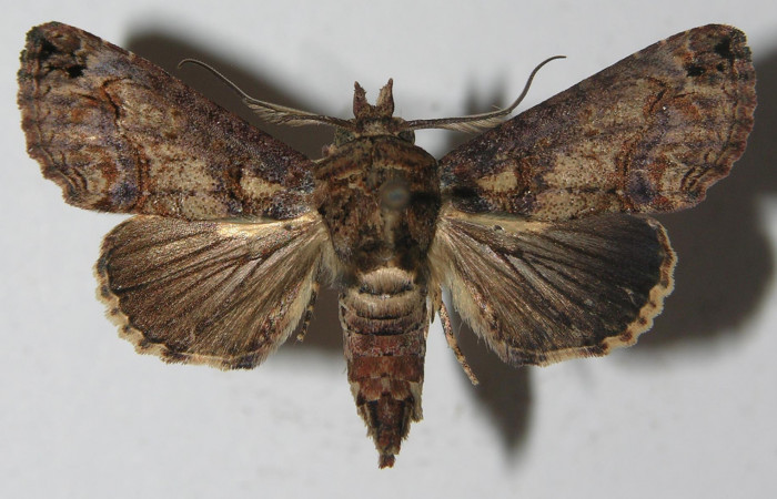 Figura 18. Adulto de <i>Paectes fuscescens</i> (Euteliidae), vista dorsal, localidad Estación Biológica Los Almendros, Sector El Hacha ACG (290m). Voucher: 11-SRNP-23188-DHJ556990.jpg.