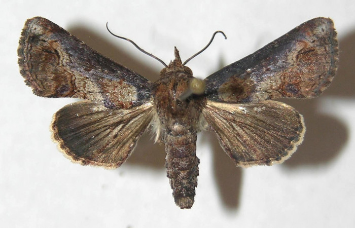 Figura 1. Adulto de <i>Paectes devincta</i> (Euteliidae), vista dorsal, localidad Estación Biológica Los Almendros, Sector El Hacha ACG (290m). Voucher: 13-SRNP-20922-DHJ597172.jpg.