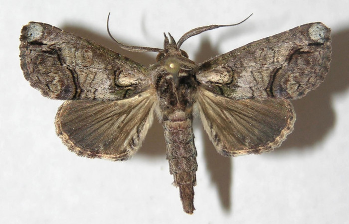 Figura 16. Adulto de <i>Paectes lunodes</i> (Euteliidae), vista dorsal, localidad Estación Biológica Los Almendros, Sector El Hacha ACG (290m). Voucher: 13-SRNP-21159-DHJ597162.jpg.