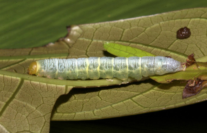 Figura 17. Larva <i>Paectes fuscescens</i> (Euteliidae), último estadío (U) vista lateral, localidad Colocho, Sector Pitilla ACG (375m). Voucher: 19-SRNP-30227-DHJ749151.jpg.