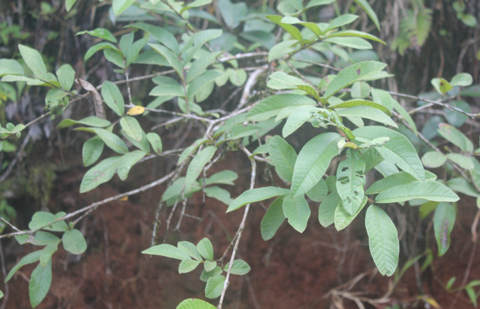 Figura 21. Planta hospedera de <i>Paectes devincta</i> (Euteliidae), esta planta se llama <i>Psidium guajava</i> (Myrtaceae), localidad Medrano Estación Biológica Quica, Sector Pitilla ACG (380m), foto: Ricardo Calero, 28 Agosto 2020.
