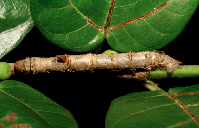 Figura 11. Larva <i>Colla rhodope</i> (Bombycidae), último estadío (U) vista dorsal, localidad Area Administrativa Sector Santa Rosa ACG (295). Voucher: 07-SRNP-13860-DHJ421193.jpg.