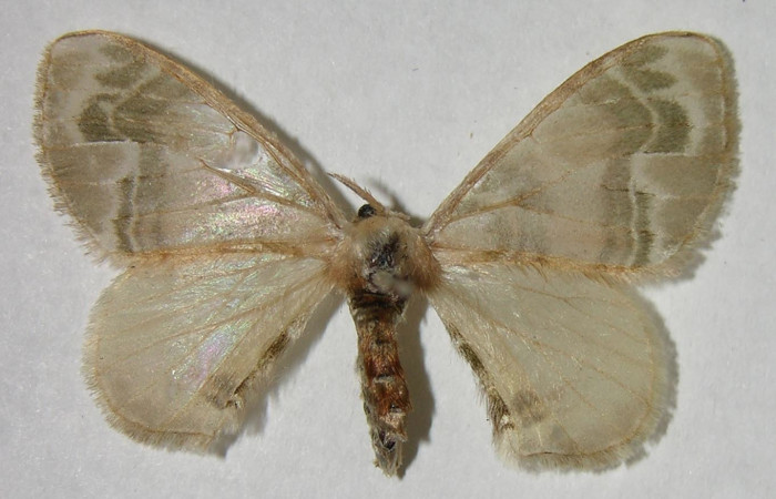 Figura 7. Adulto de <i>Colla coelestis</i> (Bombycidae), hembra vista dorsal, localidad Puente Palma, Sector San Cristóbal ACG (460). Voucher: 07-SRNP-2147-DHJ376236.jpg.
