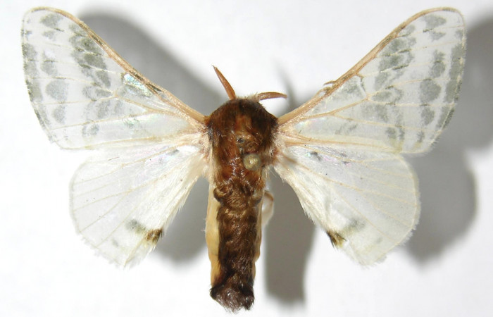 Figura 13. Adulto de <i>Colla rhodope</i> (Bombycidae), macho vista dorsal, localidad Quebrada Tibio Perla, Sector Mundo Nuevo ACG (330). Voucher: 07-SRNP-58965-DHJ389114.jpg.