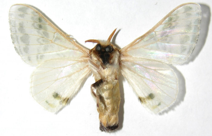 Figura 14. Adulto de <i>Colla rhodope</i> (Bombycidae), macho vista ventral, localidad Quebrada Tibio Perla, Sector Mundo Nuevo ACG (330). Voucher: 07-SRNP-58965-DHJ389115.jpg.