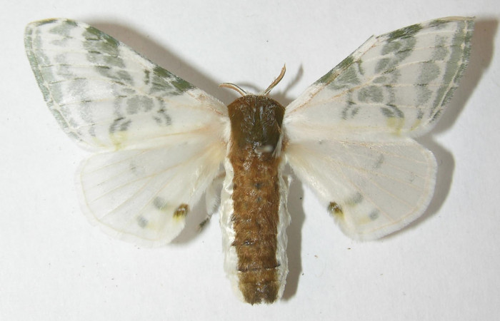 Figura 15. Adulto de <i>Colla rhodope</i> (Bombycidae), hembra vista dorsal, localidad Casona Santa Rosa, Sector Santa Rosa ACG (295). Voucher: 10-SRNP-12977-DHJ538545.jpg.