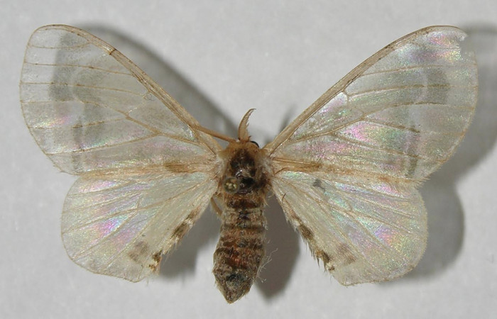 Figura 9. Adulto de <i>Colla coelestis</i> (Bombycidae), macho vista dorsal, localidad Sendero Manguera Estación Biológica Quica, Sector Pitilla ACG (470). Voucher: 11-SRNP-71637-DHJ553724.jpg.