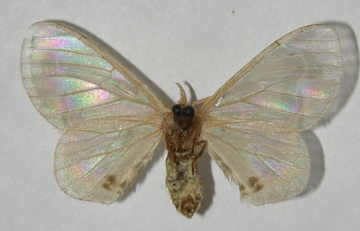 Figura 10. Adulto de <i>Colla coelestis</i> (Bombycidae), macho vista ventral, localidad Sendero Manguera Estación Biológica Quica, Sector Pitilla ACG (470). Voucher: 11-SRNP-71637-DHJ553725.jpg.