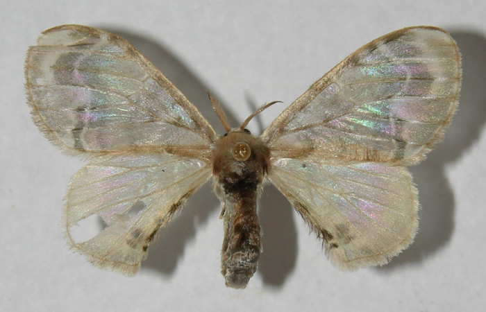Figura 1. Adulto de <i>Colla coelestis</i> (Bombycidae), vista dorsal, localidad Coneja Estación Quica Biológica, Sector Pitilla ACG (415). Voucher: 12-SRNP-72010-DHJ567588.jpg.