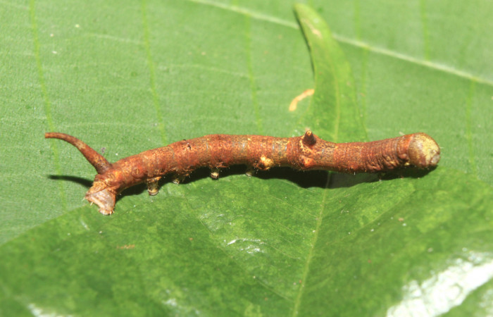 Figura 3. Larva <i>Colla coelestis</i> (Bombycidae), penúltimo estadío (PU) vista dorsal, localidad Sendero, Manguera Estación Biológica Quica, Sector Pitilla ACG (470). Voucher: 18-SRNP-70540-DHJ741882.jpg.