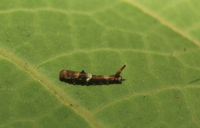 Figura 2. Larva <i>Colla coelestis</i> (Bombycidae), tercer estadío (PPU) vista dorsal, localidad Bullas, Estación Biológica Quica, Sector Pitilla ACG (440). Voucher: 18-SRNP-71133-DHJ742402.jpg.